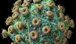 艾滋病毒最新爆料,突破性发现与防控策略